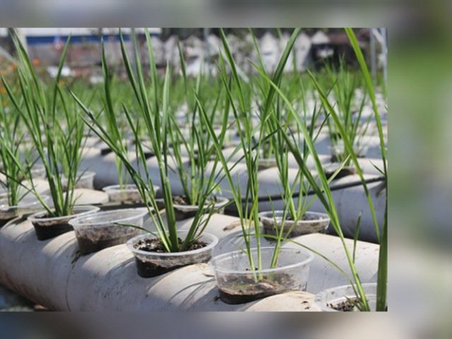 Budidaya Hidroponik Padi , Budidaya padi , cara tanam padi secara hidroponik , Family Farming Taman Sains Teknologi , lahan tanpa sawah
