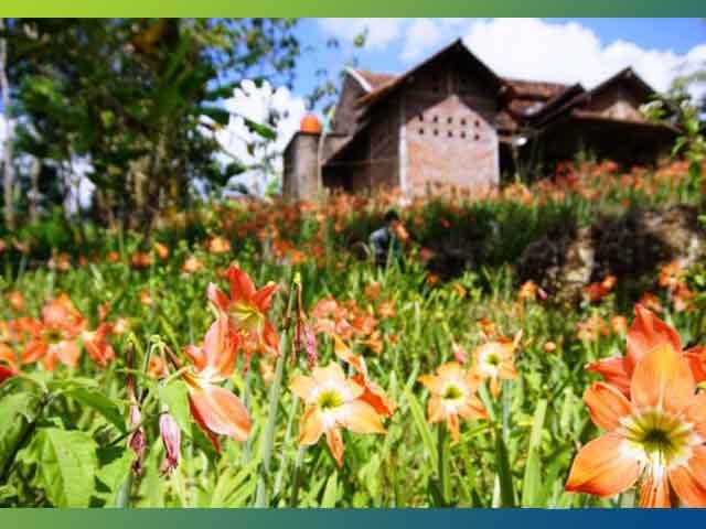 Taman Bunga Amarilis , Taman Bunga Begonia Lembang , Tempat Wisata Taman Bunga