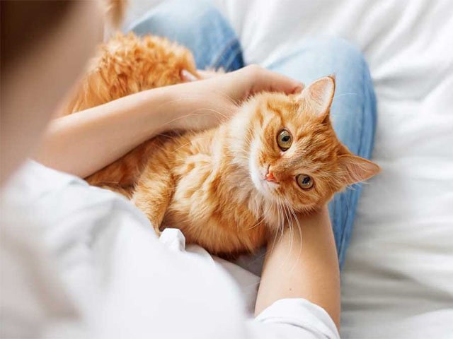 indikator kucing sehat , merawat kucing dengan maksimal , tips untuk pemilik kucing